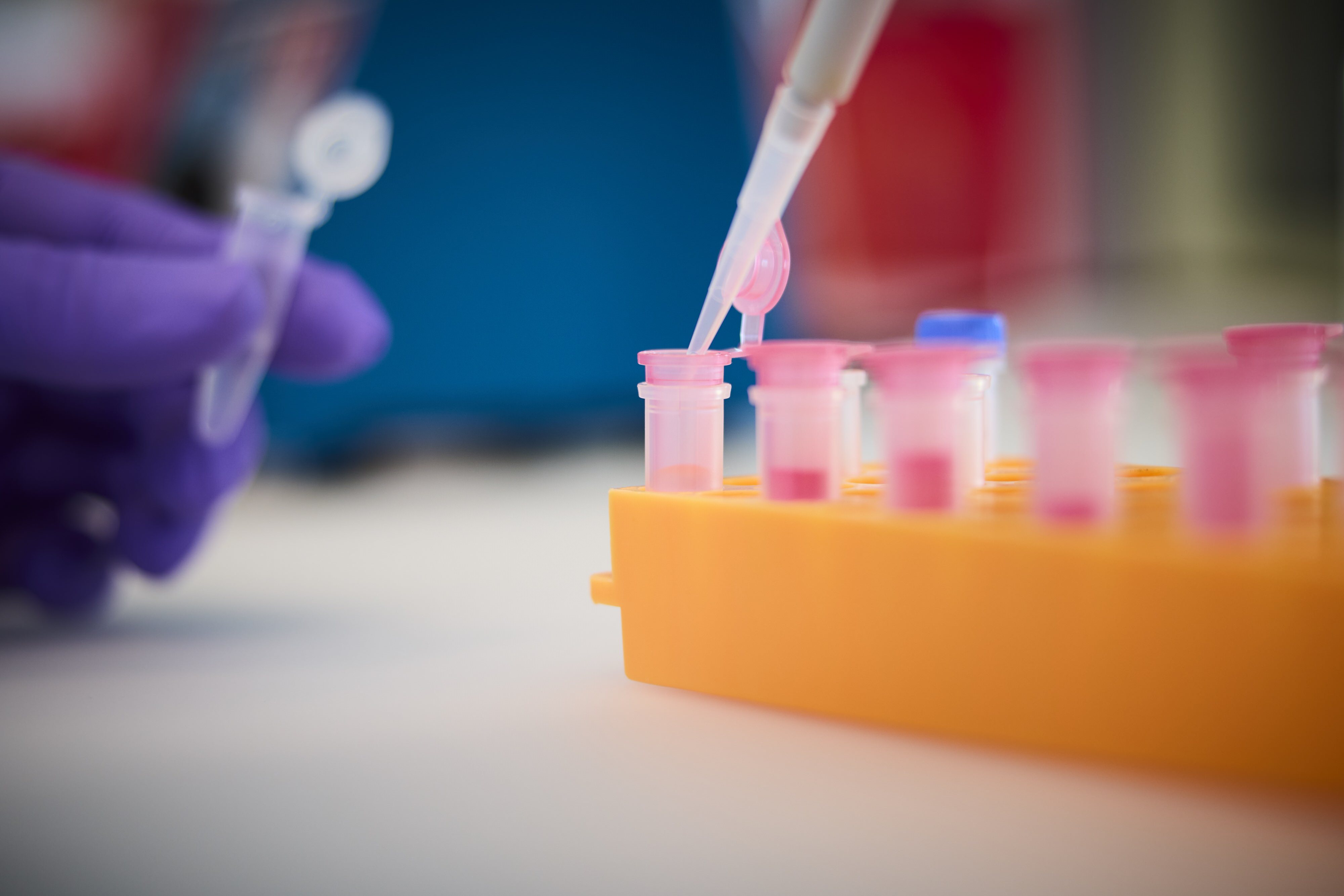 A purple-gloved hand uses a pipette to place liquid into small, pink-capped tubes in an orange rack, conveying a scientific and focused atmosphere.