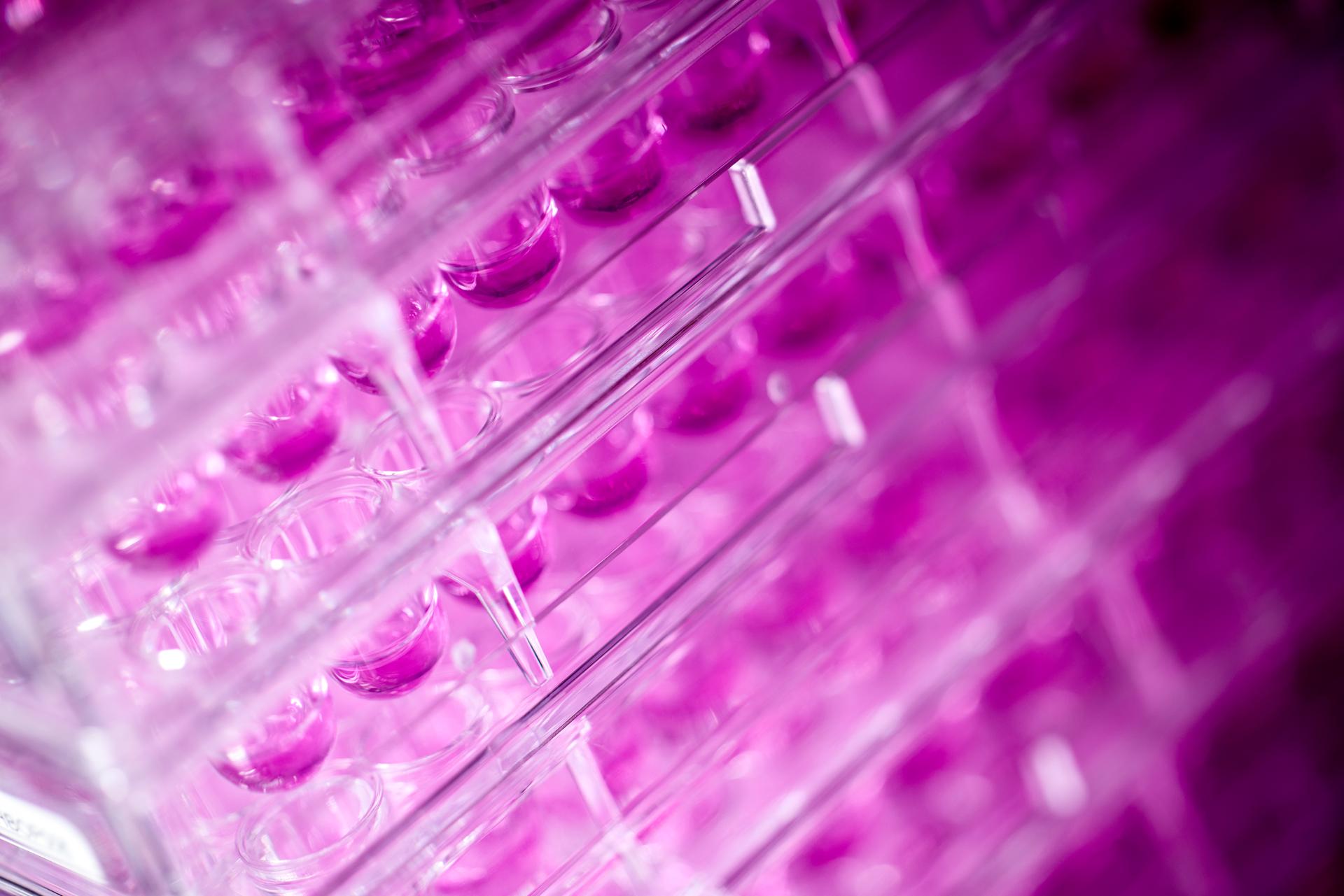 A row of clear plastic boxes illuminated by soft pink lights, creating a warm and inviting atmosphere.